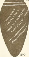 Picture 81 of 129 from Abydos (1902), leaf 154