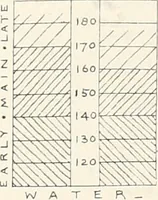 Picture 100 of 129 from Abydos (1902), leaf 170