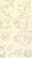 Picture 124 of 129 from Abydos (1902), leaf 206