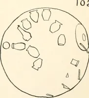 Picture 125 of 129 from Abydos (1902), leaf 206
