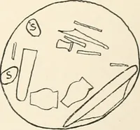 Picture 126 of 129 from Abydos (1902), leaf 206