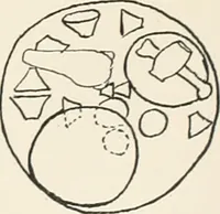 Picture 127 of 129 from Abydos (1902), leaf 206