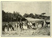 Picture 18 of 19 from Abyssinia through the Lion-land to the court of the Lion of Judah (1901), leaf 354