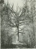 An illustration from Académiciens d'autrefois (1914)