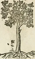 Picture 349 of 362 from Diverse imprese accommodate a diuerse moralità : con versi che i loro significati dichiarano insieme con molte altre nella lingua italiana non piu tradotte (1564), leaf 183