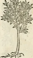 Picture 360 of 362 from Diverse imprese accommodate a diuerse moralità : con versi che i loro significati dichiarano insieme con molte altre nella lingua italiana non piu tradotte (1564), leaf 191