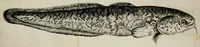 An illustration from An account of several travels through a great part of Germany : in four journeys ... : wherein the mines, baths, and other curiosities of those parts are treated of : illustrated with sculptures (1677)