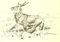 An illustration from Adamaua. Bericht über die Expedition des Deutschen Kamerun-Komitees in den Jahren 1893/94 (1895)