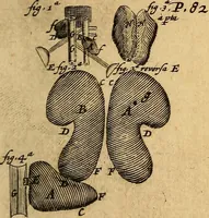 An illustration from Adenographia : sive glandularum totius corporis descriptio (1659)