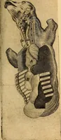 An illustration from Adenographia : sive glandularum totius corporis descriptio (1659)