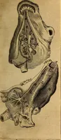 An illustration from Adenographia : sive glandularum totius corporis descriptio (1659)