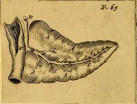 An illustration from Adenographia : sive glandularum totius corporis descriptio (1659)