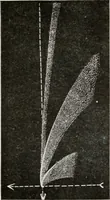 An illustration from The Adolfo Stahl lectures in astronomy, delivered in San Francisco, California, in 1916-17 and 1917-18, under the auspices of the Astronomical Society of the Pacific (1919)