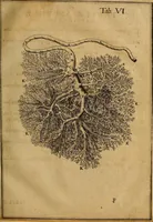 An illustration from Adriani Spigelii Brvxellensis Eqvitis D. Marci ... De formato foetv : liber singularis Æneis figvris exornatvs, epistolæ dvæ anatomicæ, tractatvs de arthritide : opera posthvma studio Liberalis Cremae tarvisini philosoph. & medicinæ doctoris edita (1631)
