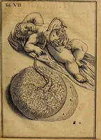 An illustration from Adriani Spigelii Brvxellensis Eqvitis D. Marci ... De formato foetv : liber singularis Æneis figvris exornatvs, epistolæ dvæ anatomicæ, tractatvs de arthritide : opera posthvma studio Liberalis Cremae tarvisini philosoph. & medicinæ doctoris edita (1631)