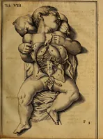 An illustration from Adriani Spigelii Brvxellensis Eqvitis D. Marci ... De formato foetv : liber singularis Æneis figvris exornatvs, epistolæ dvæ anatomicæ, tractatvs de arthritide : opera posthvma studio Liberalis Cremae tarvisini philosoph. & medicinæ doctoris edita (1631)