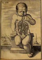 Picture 15 of 19 from Adriani Spigelii Brvxellensis Eqvitis D. Marci ... De formato foetv : liber singularis Æneis figvris exornatvs, epistolæ dvæ anatomicæ, tractatvs de arthritide : opera posthvma studio Liberalis Cremae tarvisini philosoph. & medicinæ doctoris edita (1631), leaf 70