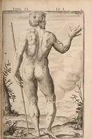 Picture 134 of 293 from Adriani Spigelii Bruxellensis (1645), leaf 354