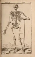 An illustration from Adriani Spigelii Bruxellensis (1645)