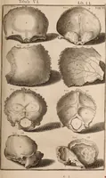 An illustration from Adriani Spigelii Bruxellensis (1645)
