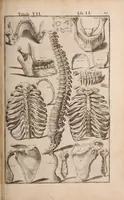 Picture 141 of 293 from Adriani Spigelii Bruxellensis (1645), leaf 368