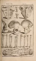 Picture 143 of 293 from Adriani Spigelii Bruxellensis (1645), leaf 372
