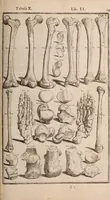Picture 144 of 293 from Adriani Spigelii Bruxellensis (1645), leaf 374