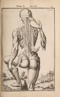 Picture 149 of 293 from Adriani Spigelii Bruxellensis (1645), leaf 384