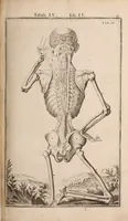 Picture 150 of 293 from Adriani Spigelii Bruxellensis (1645), leaf 386