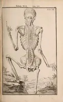 Picture 151 of 293 from Adriani Spigelii Bruxellensis (1645), leaf 388