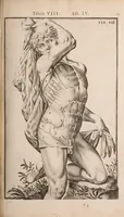 Picture 152 of 293 from Adriani Spigelii Bruxellensis (1645), leaf 390