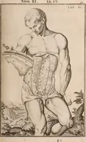 Picture 155 of 293 from Adriani Spigelii Bruxellensis (1645), leaf 396