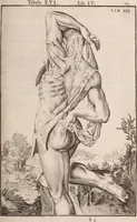 Picture 160 of 293 from Adriani Spigelii Bruxellensis (1645), leaf 406