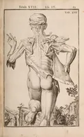 Picture 161 of 293 from Adriani Spigelii Bruxellensis (1645), leaf 408