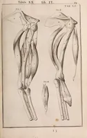 Picture 164 of 293 from Adriani Spigelii Bruxellensis (1645), leaf 414