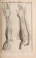 Picture 165 of 293 from Adriani Spigelii Bruxellensis (1645), leaf 416