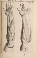 An illustration from Adriani Spigelii Bruxellensis (1645)