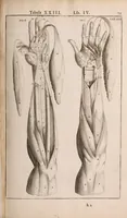Picture 167 of 293 from Adriani Spigelii Bruxellensis (1645), leaf 420