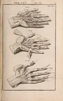 Picture 169 of 293 from Adriani Spigelii Bruxellensis (1645), leaf 424
