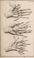 An illustration from Adriani Spigelii Bruxellensis (1645)