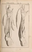 Picture 171 of 293 from Adriani Spigelii Bruxellensis (1645), leaf 428