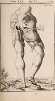 Picture 174 of 293 from Adriani Spigelii Bruxellensis (1645), leaf 434
