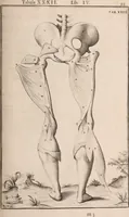 An illustration from Adriani Spigelii Bruxellensis (1645)