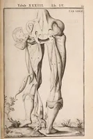 Picture 177 of 293 from Adriani Spigelii Bruxellensis (1645), leaf 440