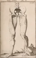 Picture 179 of 293 from Adriani Spigelii Bruxellensis (1645), leaf 444
