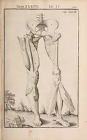 Picture 181 of 293 from Adriani Spigelii Bruxellensis (1645), leaf 448