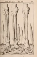 Picture 183 of 293 from Adriani Spigelii Bruxellensis (1645), leaf 452
