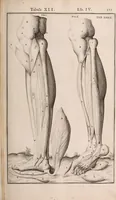 An illustration from Adriani Spigelii Bruxellensis (1645)