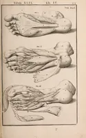Picture 186 of 293 from Adriani Spigelii Bruxellensis (1645), leaf 458