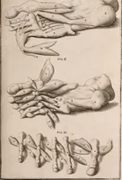 Picture 187 of 293 from Adriani Spigelii Bruxellensis (1645), leaf 460